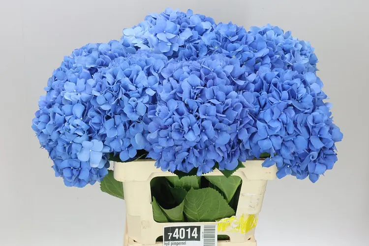 Hydrangea Pimpernel 60 cm