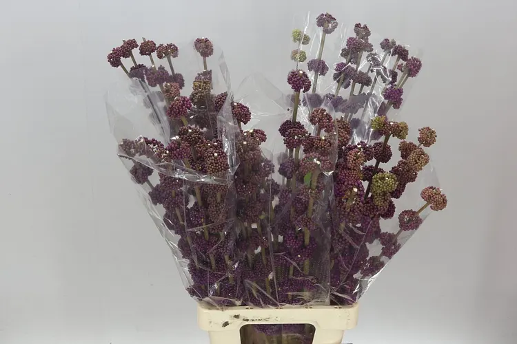 Callicarpa Gira 80 cm