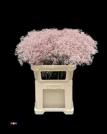 Gyps Mil Star Pale Pink 80 cm