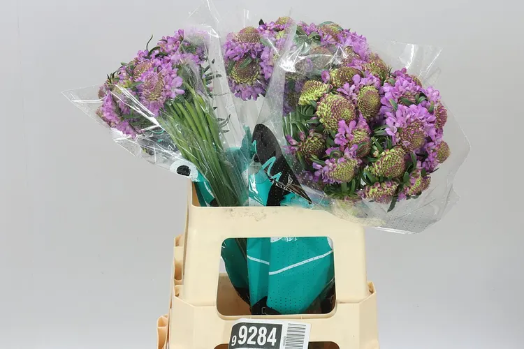Scabiosa Atr Bb Ube Scoop 60 cm