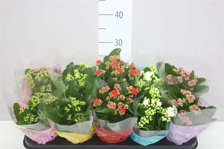 Kalanchoe Rosalina Mix črepník 10,5 cm