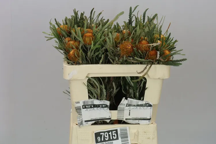 Dryandra Formosa 50 cm