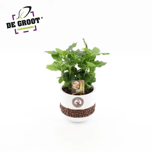 Coffea In Bonenpot črepník 12 cm
