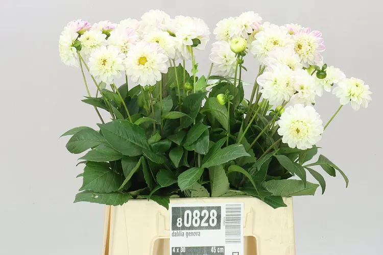 Georgína Genova 45 cm