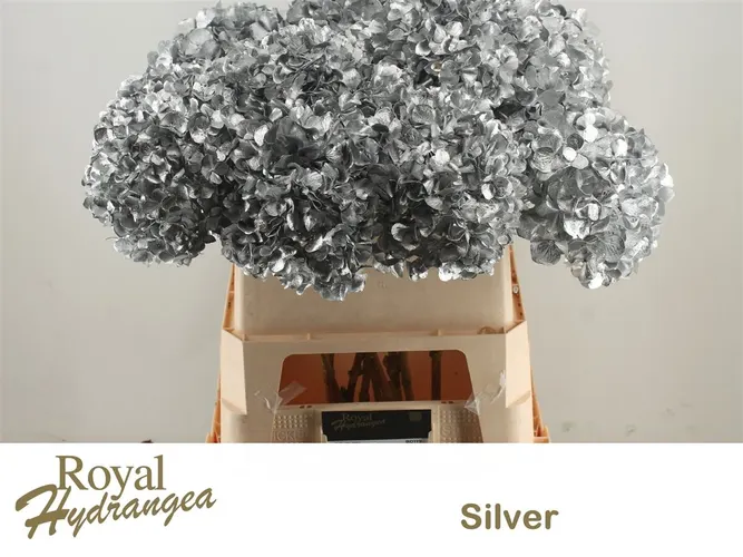Hydr Painted Silver 80 cm