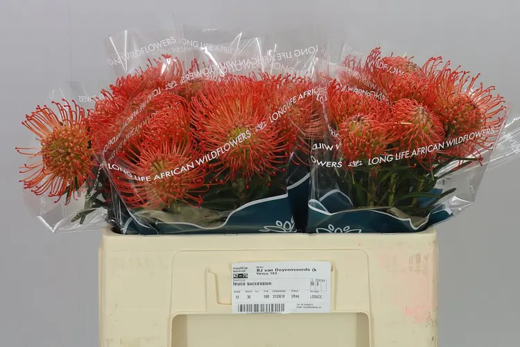 Leucospermum Succession 50 cm