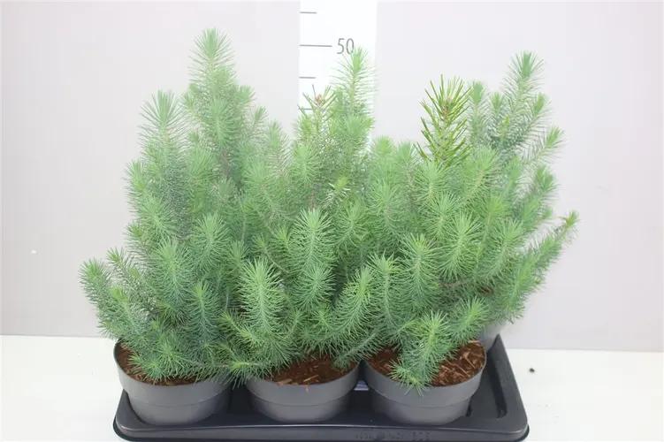 Pinus Silver Crest črepník 17 cm