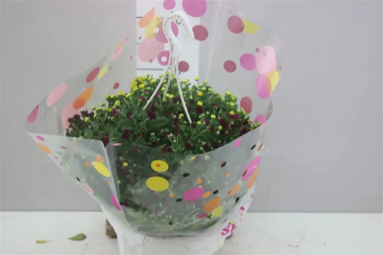 Chrysanth Skyfall Mix In Hangpot črepník 25 cm