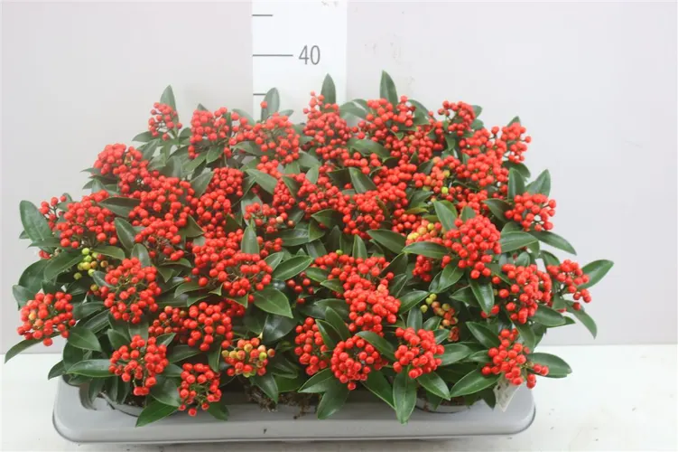 Skimmia Jap. Red Star črepník 15 cm
