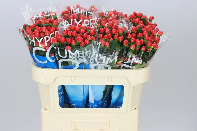 Hyp Coco Tango 70 cm