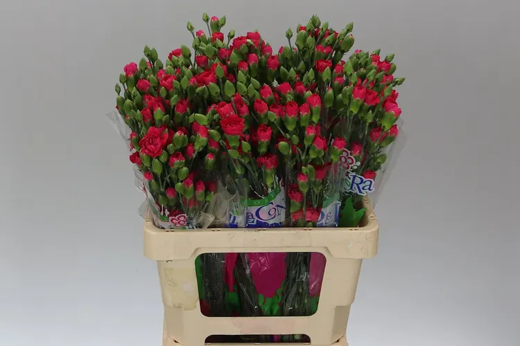 Karafiát trsový Cerise 65 cm