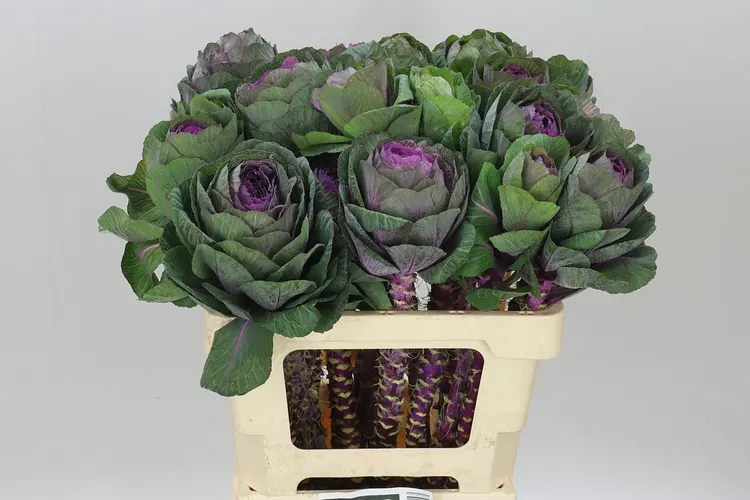 Brassica Red Crane 60 cm