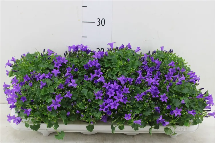 Zvončeky (Campanula)