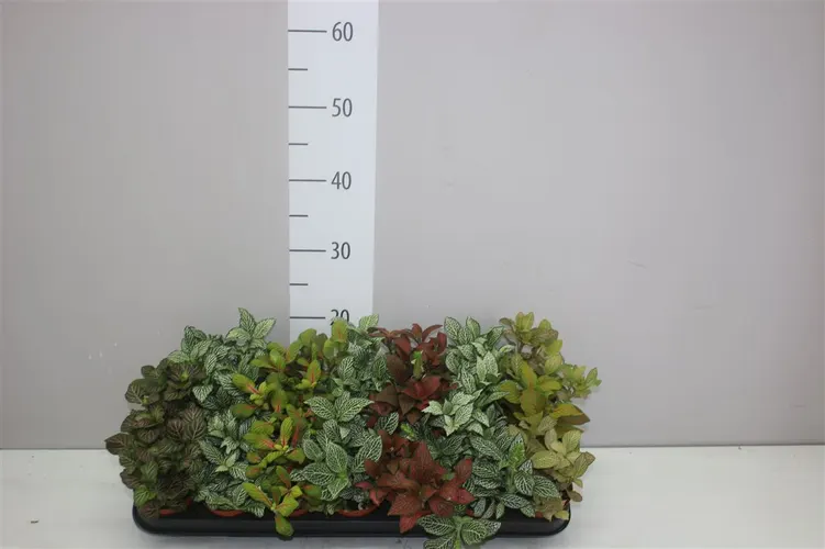 Fittonia mix črepník 8,5 cm