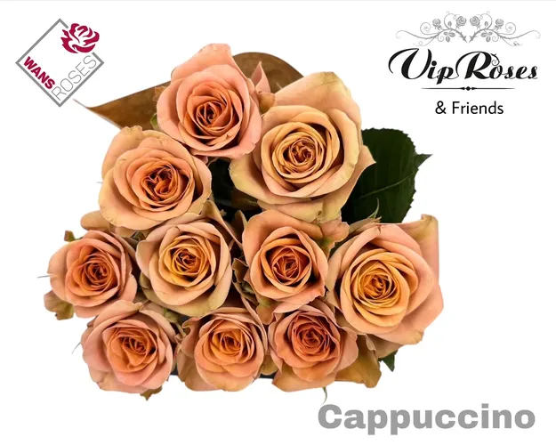 R Gr Cappuccino 60 cm