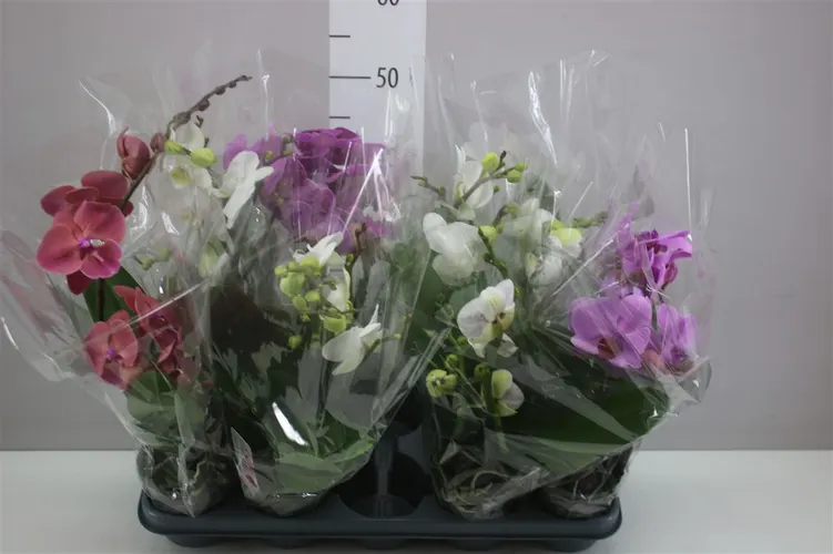 Phal Boho Love Mix 1 Tak črepník 12 cm