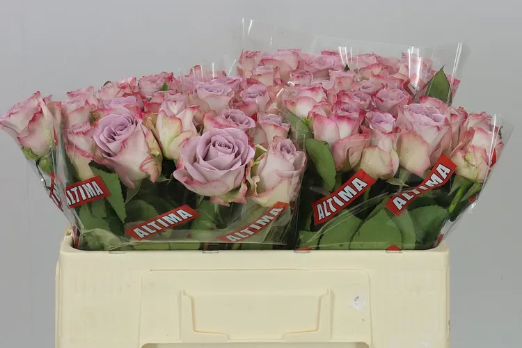 Rosa Gr Memory Lane! 50 cm