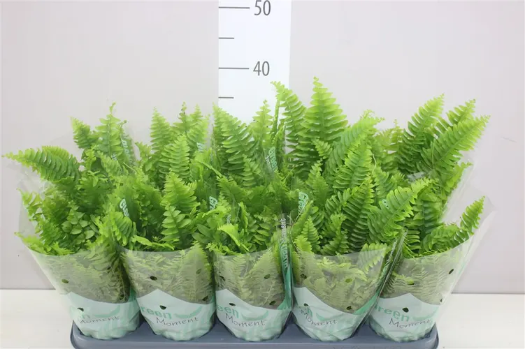 Nephrolepis Green Moment črepník 12 cm