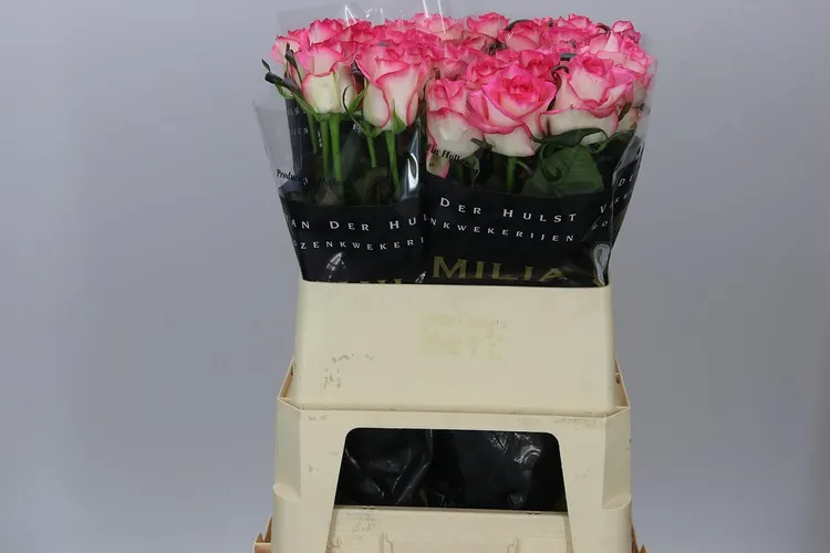 Rosa Gr Jumilia 80 cm