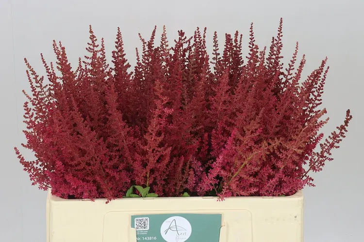Astilbe Else Schluck 55 cm