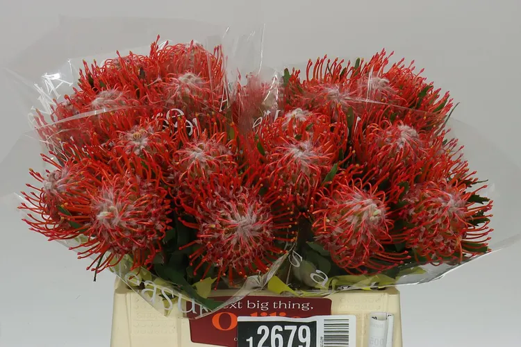 Leucospermum Tango 40 cm