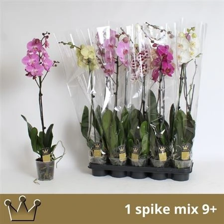 Orchidea Phalaenopsis mix 9+, 1 výhon črepník 12 cm