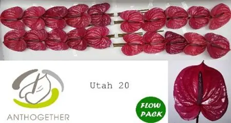 Anth Utah