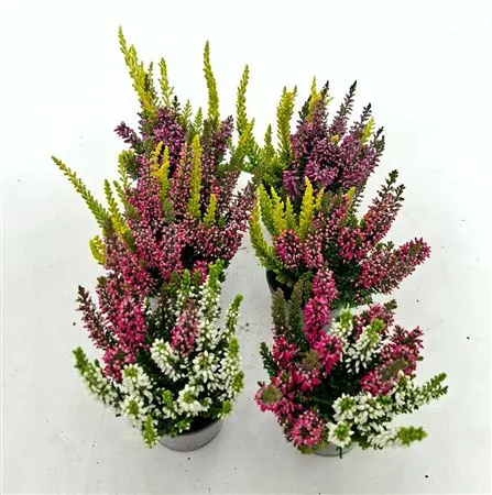 Calluna Beauty Ladies Mini Twins črepník 6 cm