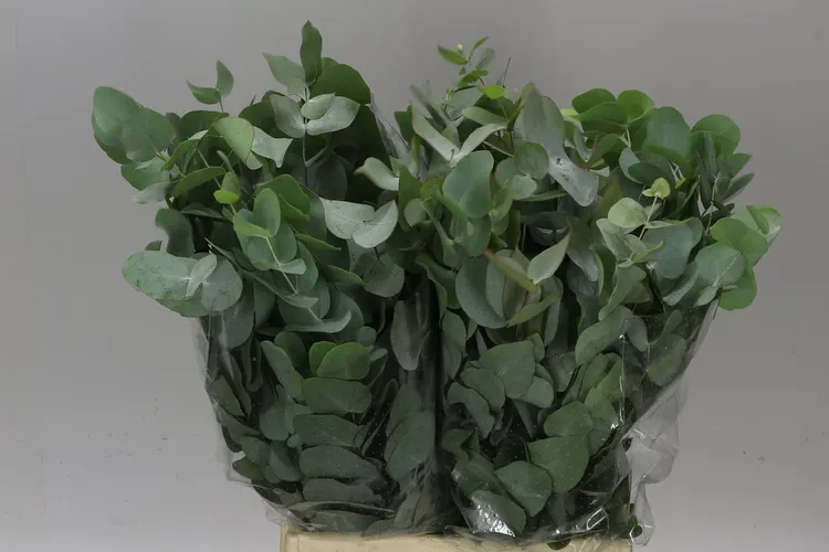 Cinerea Short X10 55 cm