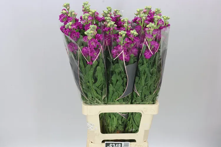 Matthiola Red It. Imp 70 cm