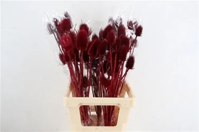 Cardo Burgandy, sušené 80 cm