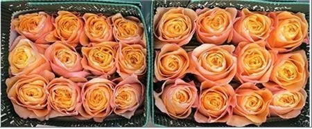 Rosa Gr Ec King's Cross 60 cm