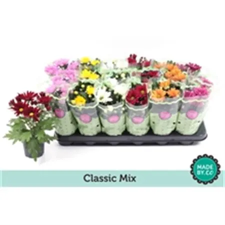 Chrysanth Mix črepník 9 cm