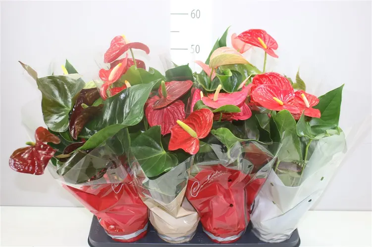 Antúrium mix črepník 14 cm