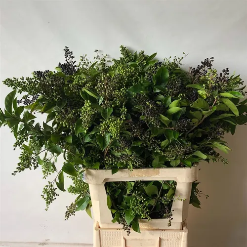 Ligustrum Ov Winter Jewel 100 cm