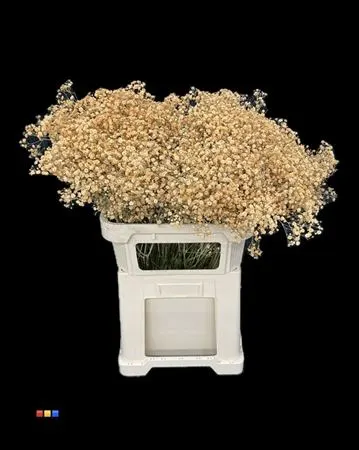 Gyps Xlence Apricot 80 cm