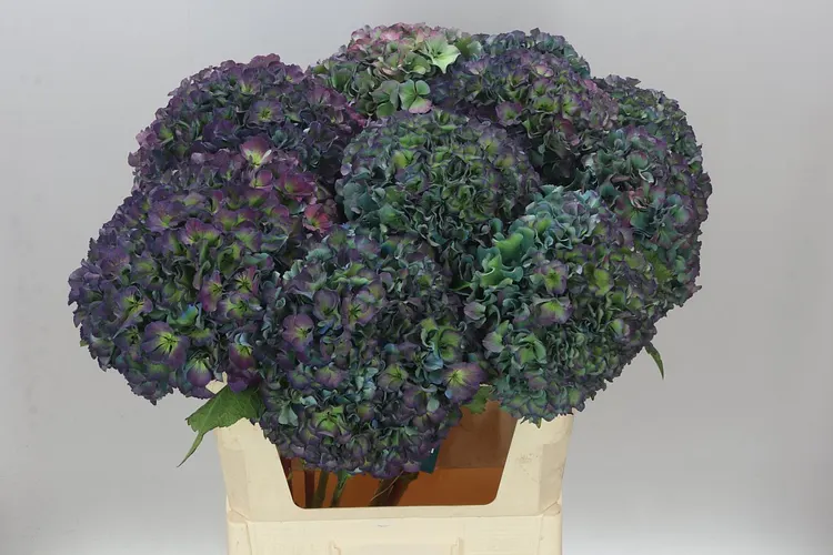 Hortenzia Parade Aquamarine Classic 80 cm