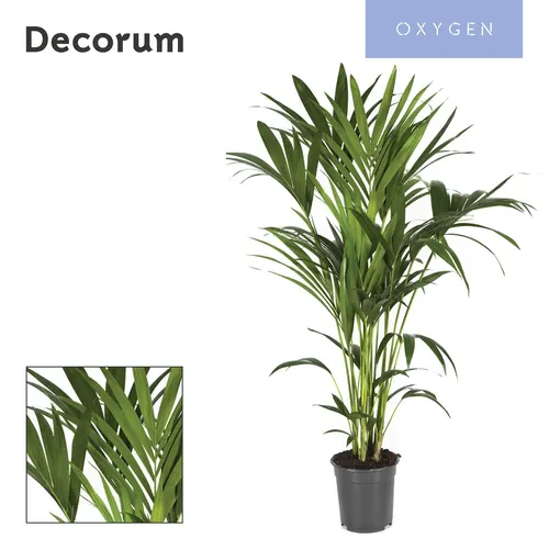 Howea Forsteriana 120cm (kentia) Decorum črepník 21 cm