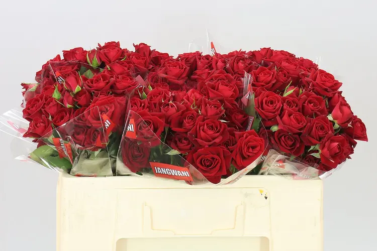 Rosa Tr Dominica 50 cm