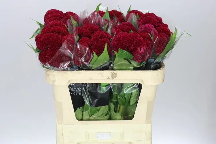 Celosia Reprise Velvet 72 cm