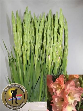 Gladiola Careless 100cm 105 cm