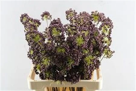 Berries Tros Burgundy, sušené 60 cm
