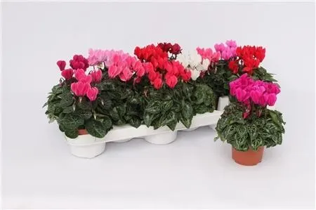 Cyclamen Kl Gemengd črepník 9 cm