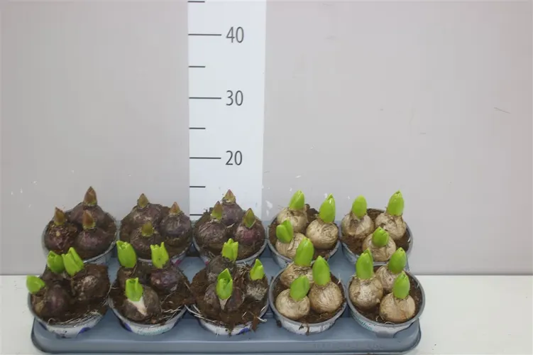 Hyacint mix 3pp črepník 12 cm