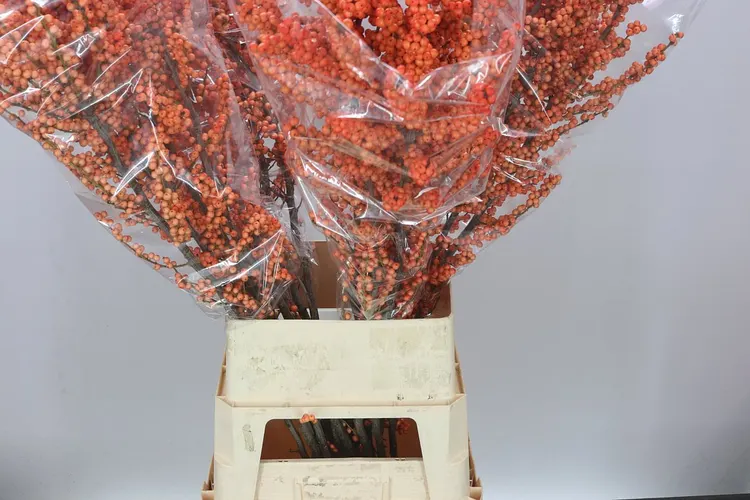 Ilex Winter Gold 120 cm