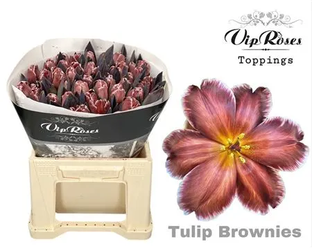 Tulipa Vip En Brownies