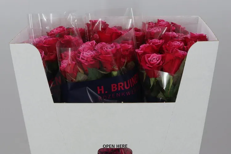 Rosa Gr Suzanne 70 cm