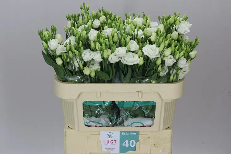 Eust Du Rosita White 72 cm