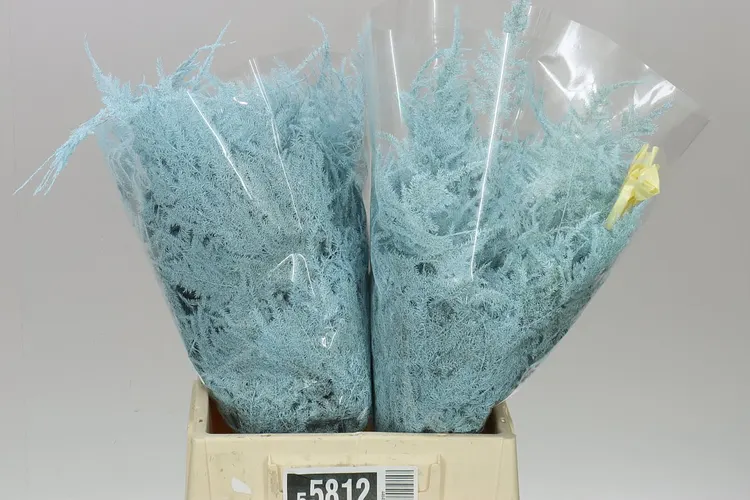 Aspa 1e Veren Light Blue X50 45 cm