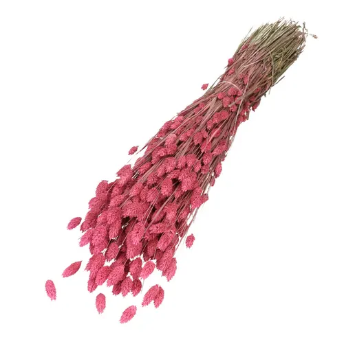Sušená lesknica fuksiová 70 cm